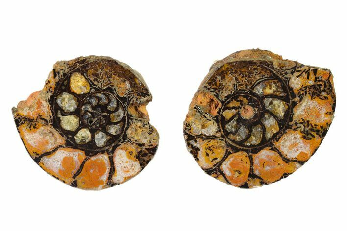 Sliced, Iron Replaced Fossil Ammonite - Morocco #138003